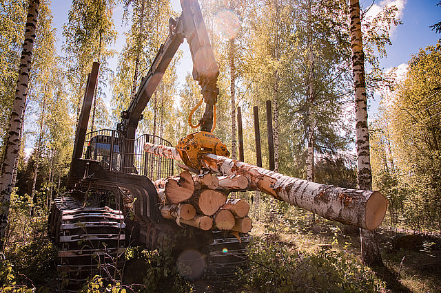 A forestry machine with a hydraulic grapple lifts and stacks freshly cut logs in a sunlit forest surrounded by tall trees.